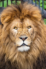 portrait of an old scared up lion from a famous masai mara pride