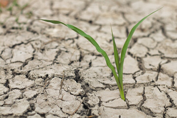 Growth of trees in drought crisis, Living with tree drought.