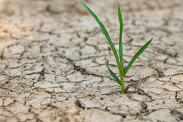 Growth of trees in drought crisis, Living with tree drought.