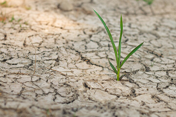 Growth of trees in drought crisis, Living with tree drought.