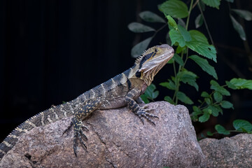 Eastern water dragon, Physignathus lesueurii, Brisbane, Australia, perched on rock in garden