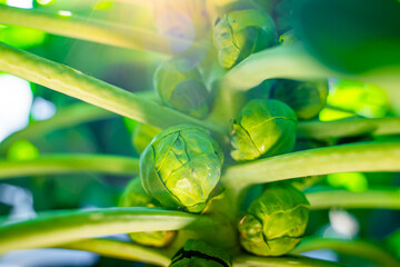 Sunlight on a close-up of growing Brussels sprouts. Juicy green growing vegetables on a plantation