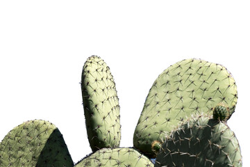 cactus isolated on white and transparent background