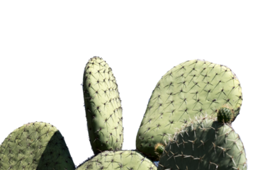 cactus isolated on white and transparent background