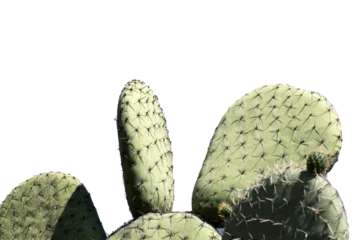 Tableaux ronds sur plexiglas Anti-reflet Cactus cactus isolated on white and transparent background