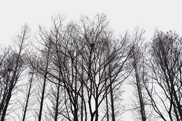 Black silhouettes of trees on a white background