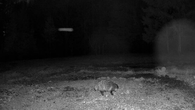 The look of the racoon dog in the forest during the night time trail camera in Estonia