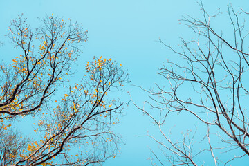 Low angle view of bare tree against blue sky
