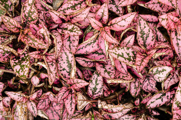 Colorful leaves of Red Fittonia albivenis plant