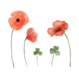 Set of watercolor illustrations of red poppy and clover wildflowers isolated on white background. Hand painted illustrations - obrazy, fototapety, plakaty