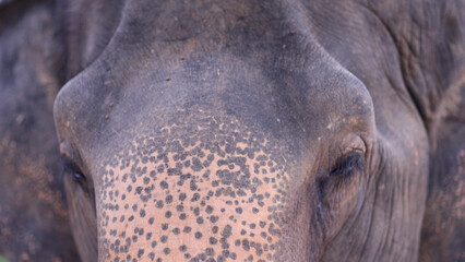 Thai elephant resting and grazing. close up of head