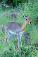 A mountain reedbuck (Pelea fulvorufula) in natural habitat, Mokala National Park, South Africa..