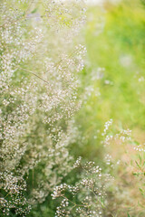 Gypsophila paniculata flowers in garden