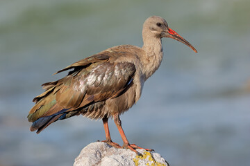 A hadeda ibis (Bostrychia hagedash) perched on a rock, South Africa.
