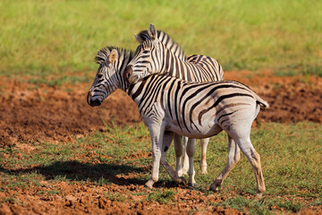 Two plains zebras (Equus burchelli) in natural habitat, Mokala National Park, South Africa.