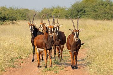 A group of sable antelopes (Hippotragus niger) in natural habitat, South Africa.