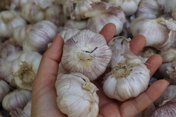 garlic on hand in the market.