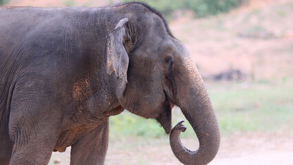 Fototapeta premium Thai elephant resting and grazing in jungle