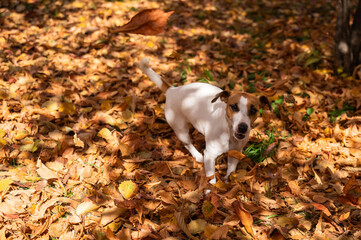Jack Russell Terrier dog playing in a pile of yellow fallen leaves. 
