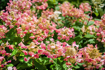 nice hydrangea in the garden