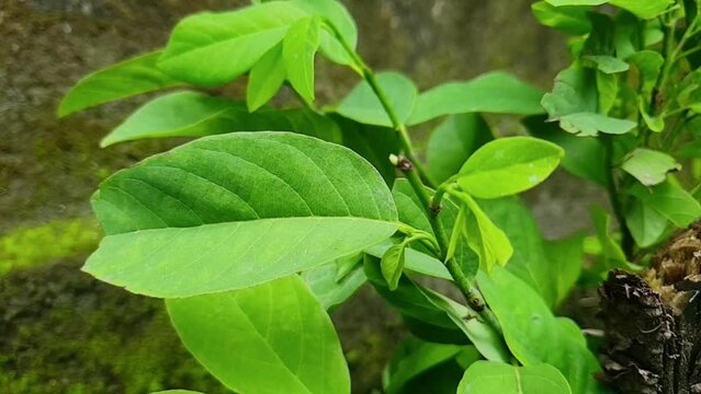 Annona squamosa leaves (also called Srikaya) with a natural background. In traditional Indian and American medicine, the leaves are used in a decoction to treat dysentery and urinary tract infection