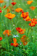 Escholzia californica red and yellow flowers close-up