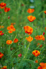 Escholzia californica red and yellow flowers close-up