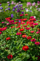 garden with colorful flowers closeup
