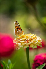 butterfly on the zinnia flower