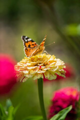 butterfly on the zinnia flower