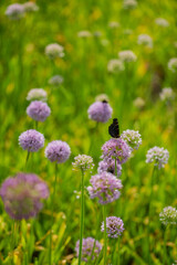 onion flowers in the garden