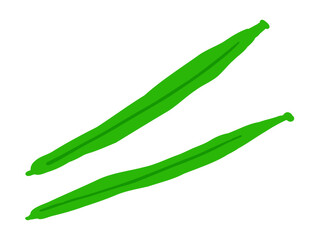 かわいい豆のサヤインゲン2本／手描きイラスト素材