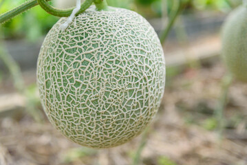 Closeup to Fresh green melon in greenhouse