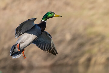 Obraz premium Stockente (Anas platyrhynchos)