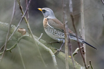 Wacholderdrossel (Turdus pilaris)