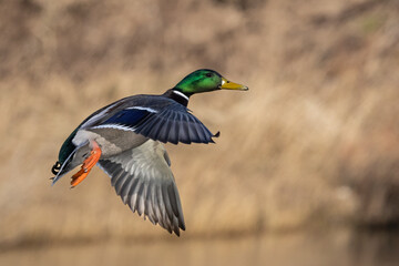 Stockente (Anas platyrhynchos)