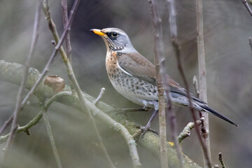 Wacholderdrossel (Turdus pilaris)