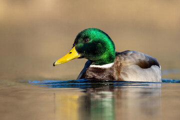 Stockente (Anas platyrhynchos)
