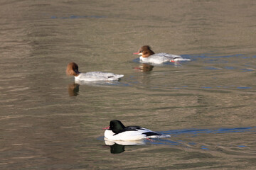 Gänsesäger (Mergus merganser)