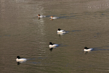 Gänsesäger (Mergus merganser)