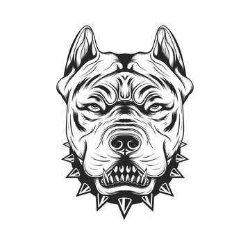 Angry Pitbull Head Isolated Hand Drawing Vector Illustration- Angry Pitbull Logo- Monochrome Style Black And white Image 