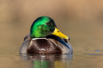 Stockente (Anas platyrhynchos)