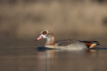 Nilgans (Alopochen aegyptiaca)