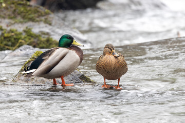 Stockente (Anas platyrhynchos)