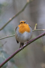 Rotkehlchen (Erithacus rubecula)