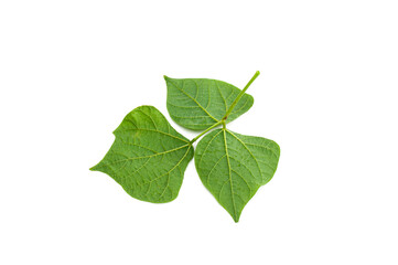 Yam bean leaf isolated on white background.