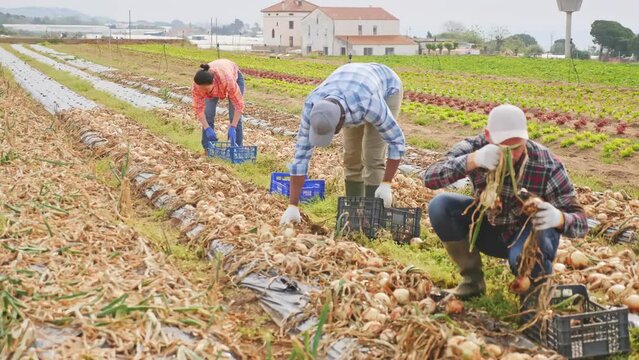 Positive caucasian man horticulturist harvesting onion on field with co-workers.