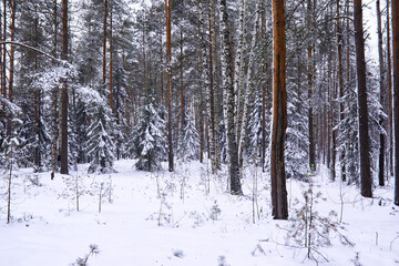 Fototapeta premium The forest is covered with snow. Frost and snowfall in the park. Winter snowy frosty landscape.