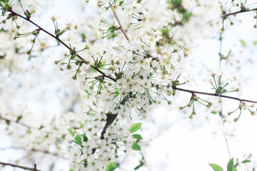 White flowers on a green bush. The white rose is blooming. Spring cherry apple blossom.