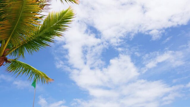 Beach flag and palm tree in the sky on a sunny day. Beautiful tropical tree against the sky. Palm tree background for banner or web header. Nature in the tropics. White on blue.